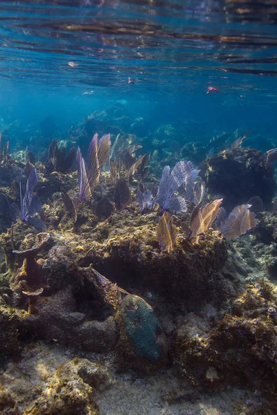ロアタン島の海岸沖の浅瀬のサンゴ礁でサンゴのファン — ストック写真