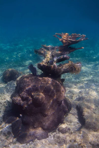 Large Coral Growing Out Atlantic Reef — Stock Photo, Image