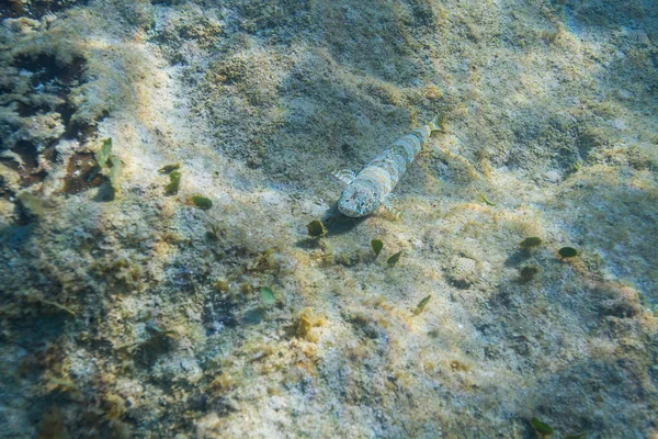 Nes Longus Sul Fondo Una Barriera Corallina — Foto Stock