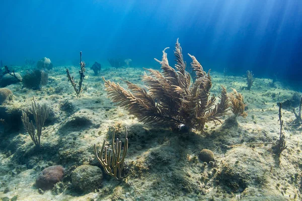 Μεγάλα Μαλακά Κοράλλια Στον Ύφαλο Του Ατλαντικού — Φωτογραφία Αρχείου