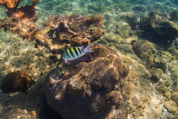Single Abudelduf Saxatilis Swimming Atlantic Reef — Stock Photo, Image