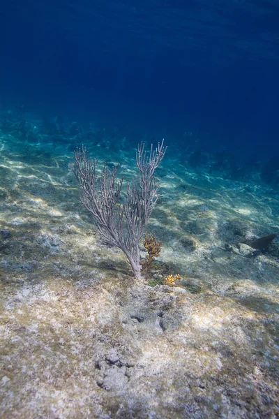 海の底にある複数の分岐ハードサンゴ — ストック写真