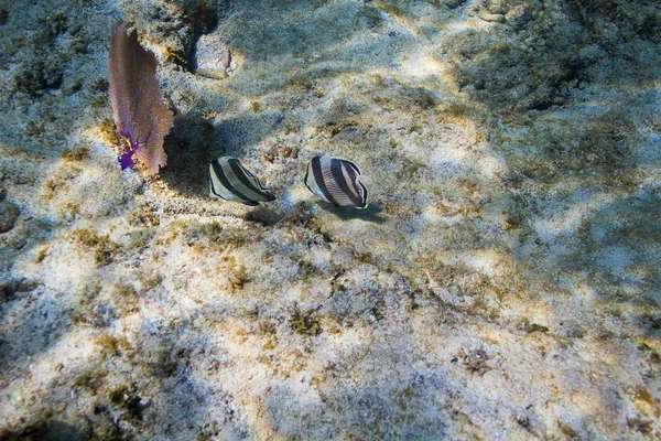 Dois Chaetodon Striatus Comendo Fundo Oceano — Fotografia de Stock