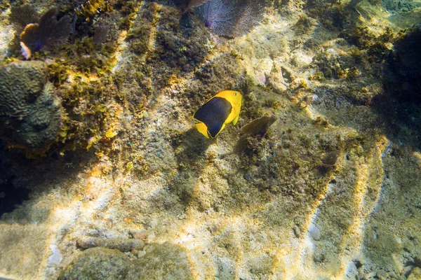 Holacanthus Tricolor Voeden Zich Met Een Koraal Rif Rots — Stockfoto