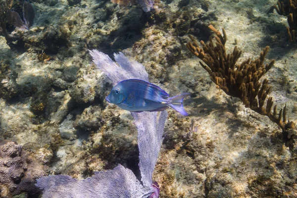 Acanthurus Coeruleus Dans Récif Corallien Atlantique — Photo