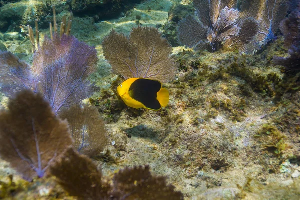 Beleza Rochosa Nadando Torno Corais Macios — Fotografia de Stock