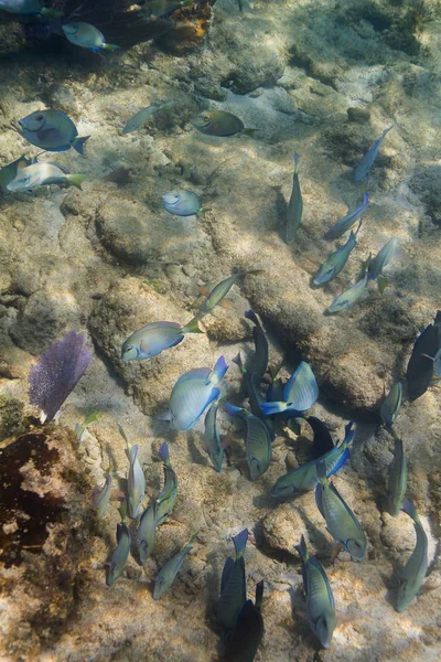 Large School Acanthurus Tractus Feeding Bottom Ocean — Stock Photo, Image
