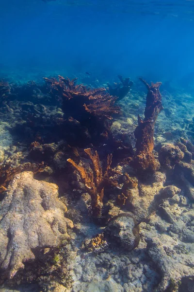 珊瑚礁中大量的褐色珊瑚 — 图库照片