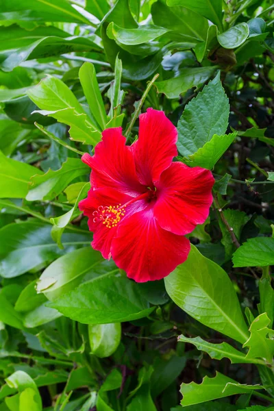 Red Hawaiian Hibiscus Bush — Stock Photo, Image