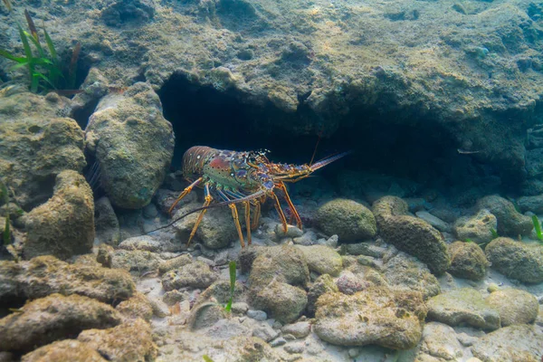 水中のクレーブに隠れているパンウリルス アルガス ロブスター — ストック写真