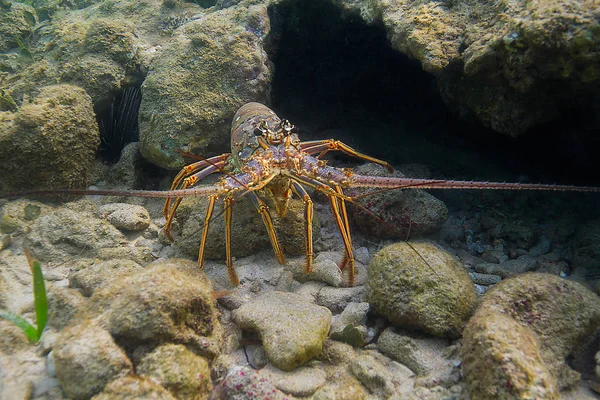 水中のクレーブに隠れているパンウリルス アルガス ロブスター — ストック写真
