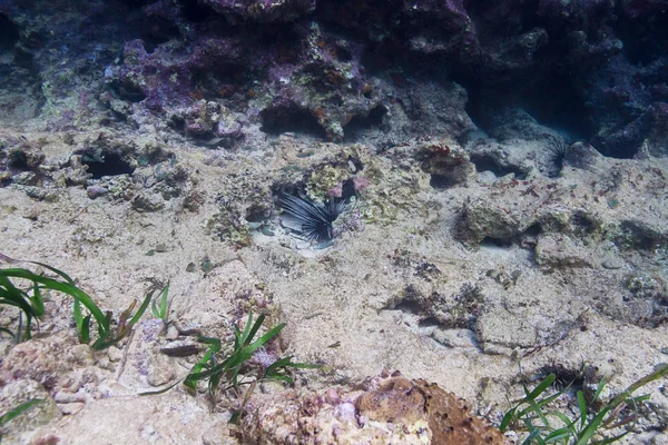 サンゴの割れ目に隠されたDiadema Antillarum — ストック写真