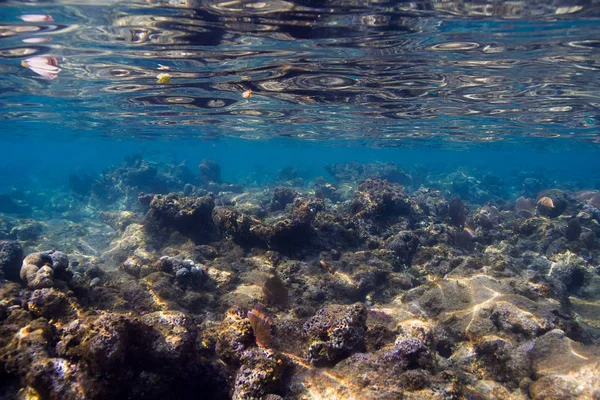 Scharfe Kante Flaches Riff Vor Der Küste Von Roatan — Stockfoto