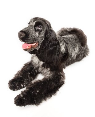 Cocker spaniel beyaz arka planda tek başına yatıyor.
