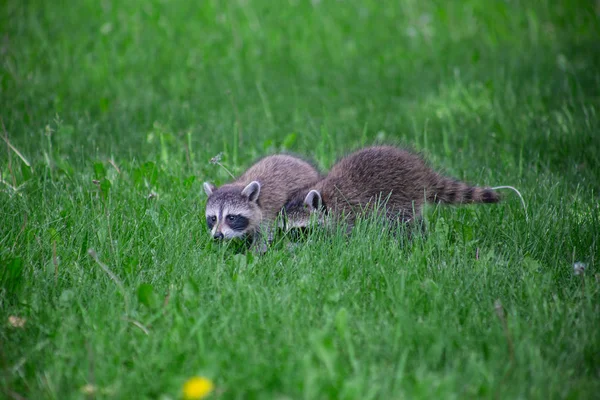 Zwei Kleine Waschbärbabys Verstecken Sich Gras — Stockfoto