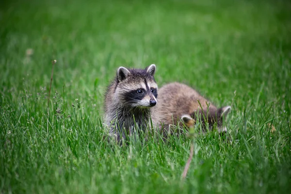 Two Baby Small Racoon Green Grass Looking Aroun — Stock Photo, Image