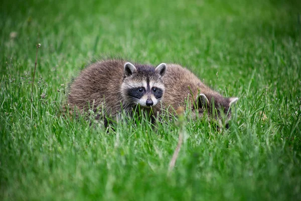 Small Baby Raccon Foraging Food Grass — Stock Photo, Image