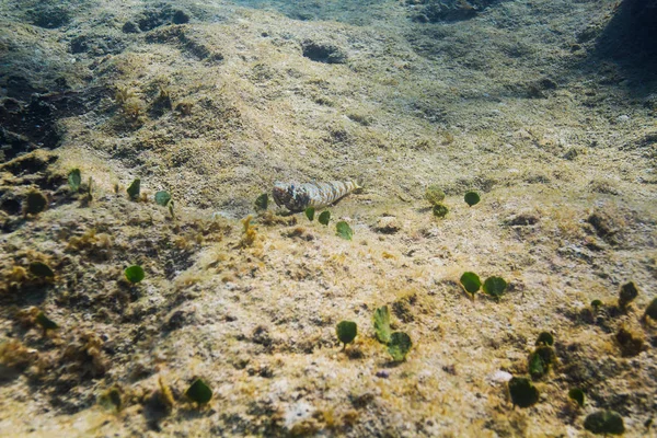 Nes Longus Sul Fondo Una Barriera Corallina — Foto Stock