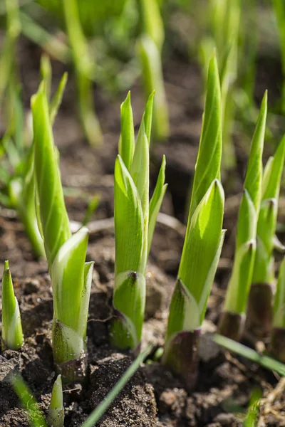 Plant kihajt növekvő a nap alatt — Stock Fotó