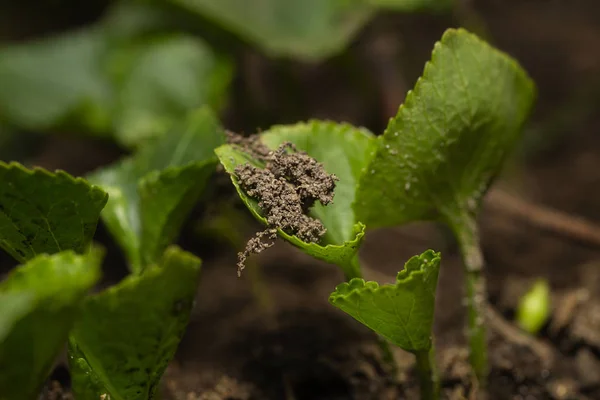 Cultivo de plantas pequenas — Fotografia de Stock