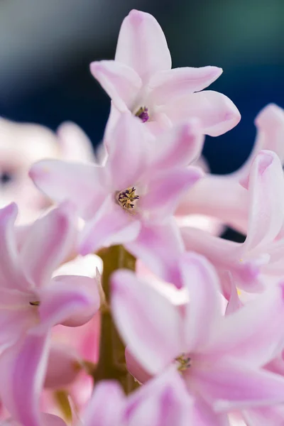 Makro strzał kwiat bzu — Zdjęcie stockowe