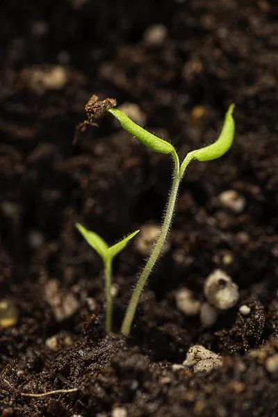 Brotos de plantas — Fotografia de Stock