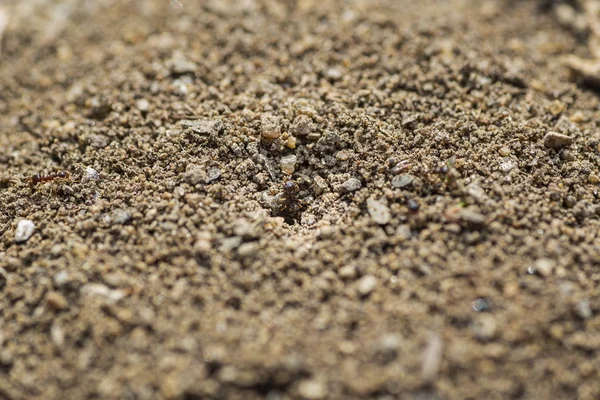 Ant hill — Stock Photo, Image