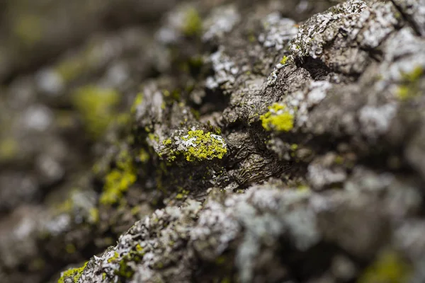 Tree bark texture — Stock Photo, Image