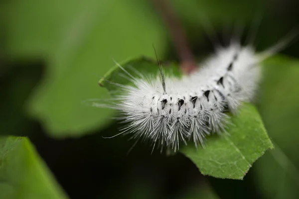 Teigne blanche de la toscane épineuse Chenille — Photo