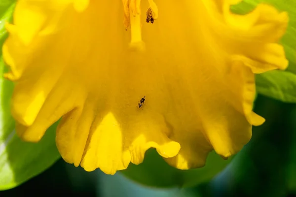 Nergisin Içindeki Küçük Bir Sineğin Makro Görüntüsü — Stok fotoğraf