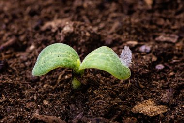 Yeryüzünden iki yaprak filizleniyor.
