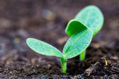 Sadece iki yaprağı olan iki filiz topraktan çıkar.