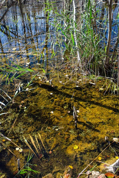 Close Van Het Moeraswater Tijdens Herfst — Stockfoto