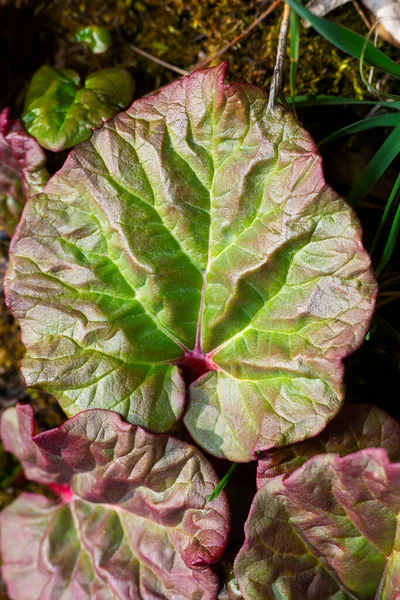 Top Close View Young Rhubarb Leaf — Stock Photo, Image