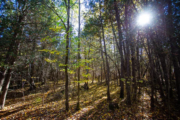 Sun Coming Small Forest Fall — Stock Photo, Image