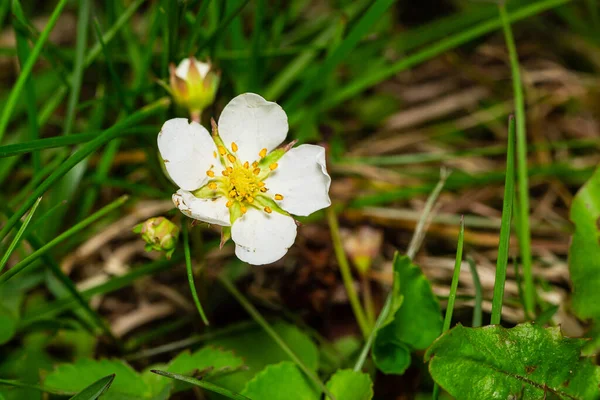 Zbliżenie Strzał Dzikiego Kwiatu Truskawki — Zdjęcie stockowe