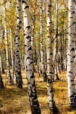 Ağaçlar ve sarı renkli yaprakları ile sonbahar sahne