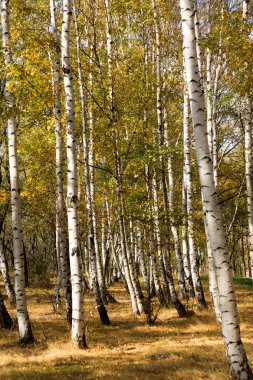 Ağaçlar ve sarı renkli yaprakları ile sonbahar sahne
