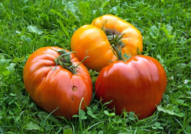 Yeşil çim üzerinde kırmızı domates