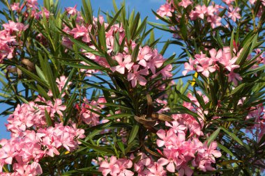Gökyüzü arka plan üzerinde pembe zakkum çiçekleri