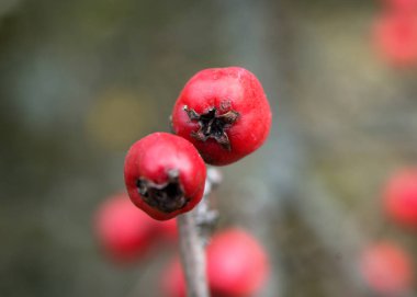 Aşırı yakın çekim Olgun alıç meyveler