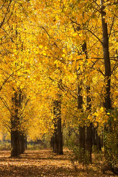 Scena Autunnale Con Alberi Foglie Colore Giallo — Foto Stock