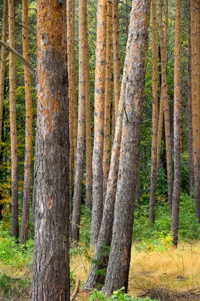 罗多彼山松树林位于保加利亚 — 图库照片