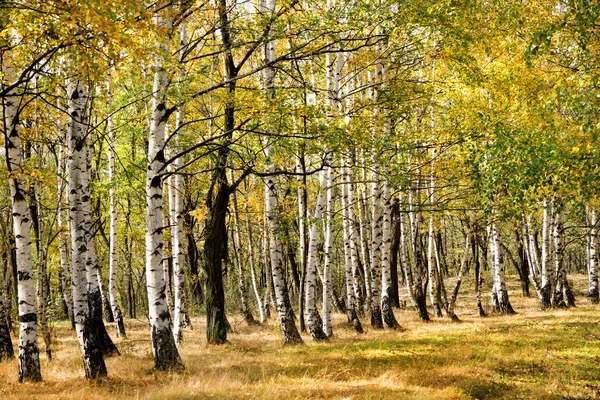 Scena Autunnale Con Alberi Foglie Colore Giallo — Foto Stock