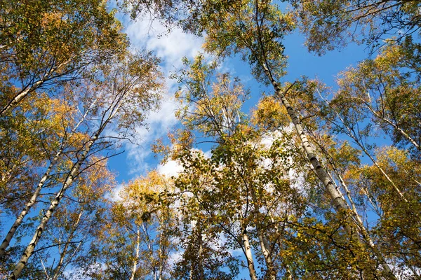 Scena Autunnale Con Alberi Foglie Colore Giallo Sfondo Cielo Blu — Foto Stock