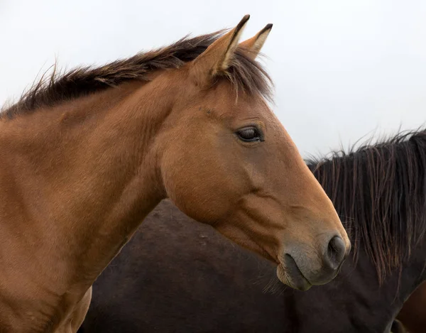 Close Brown Horse Head — Stock Photo, Image