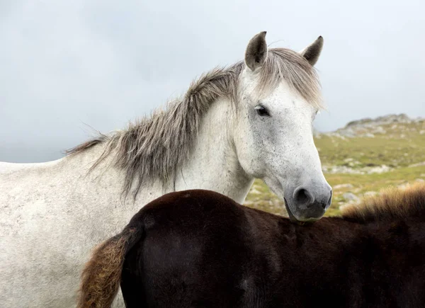 Vit Häst Höga Muontain Äng — Stockfoto