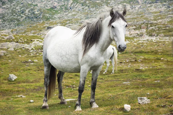Άσπρο Άλογο Στο Λιβάδι Υψηλής Muontain — Φωτογραφία Αρχείου