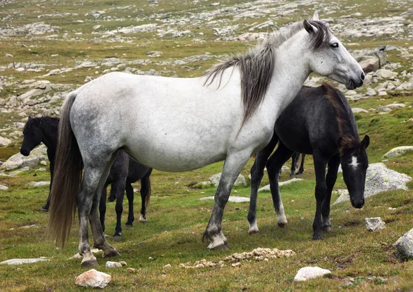 Белая Лошадь Высоком Мюонтенском Лугу — стоковое фото