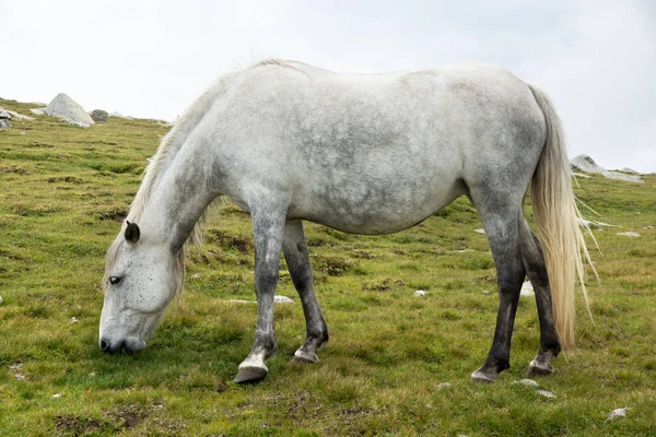 Vita Hästen Ängen Bakgrund — Stockfoto